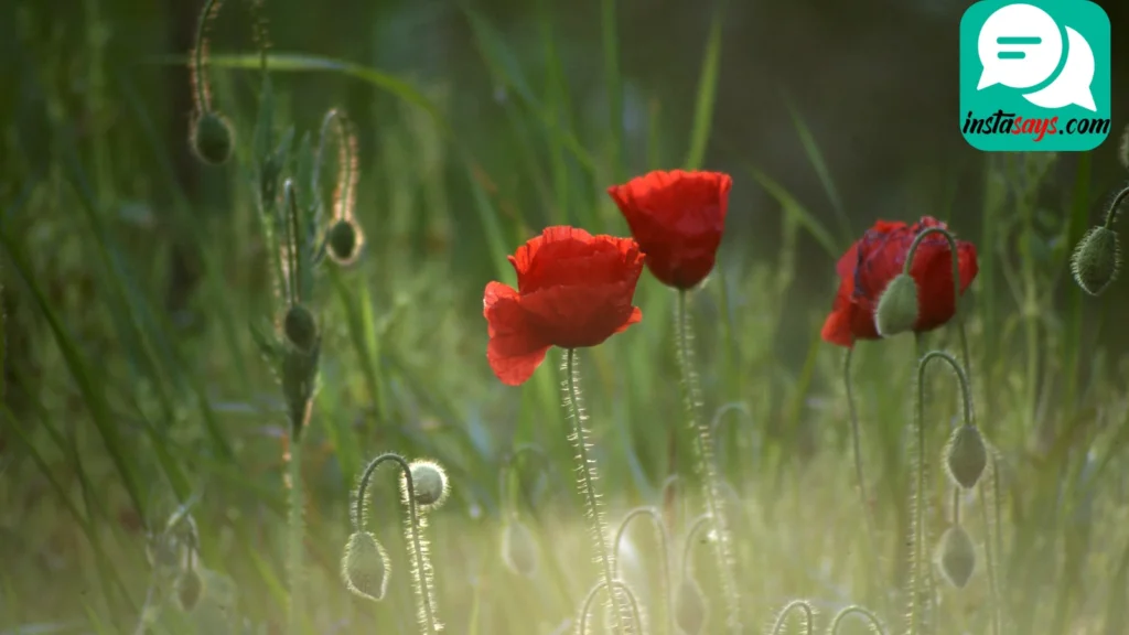 Ice Cream & Cool Treats