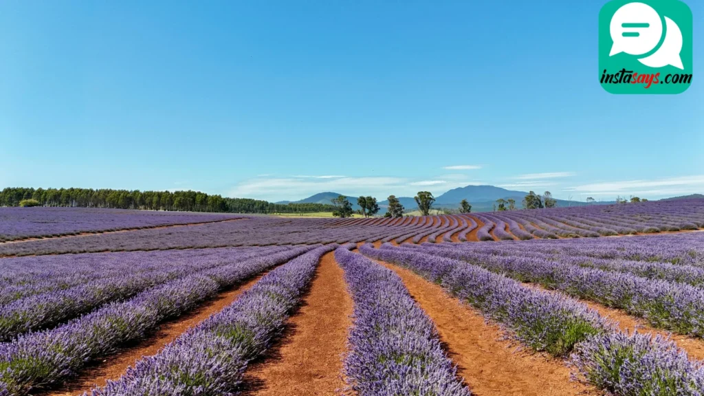 Inspirational Lavender Quotes