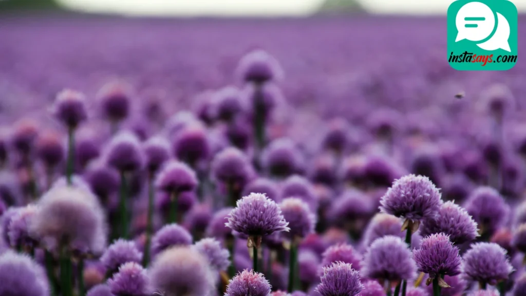 Nature-Inspired Lavender Captions