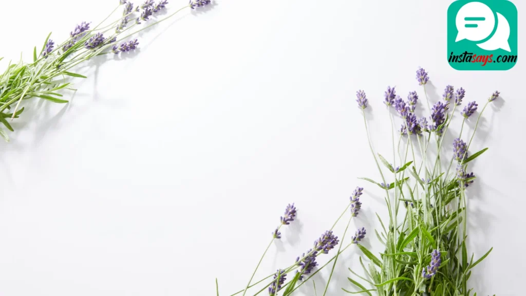 Peaceful Lavender Moments