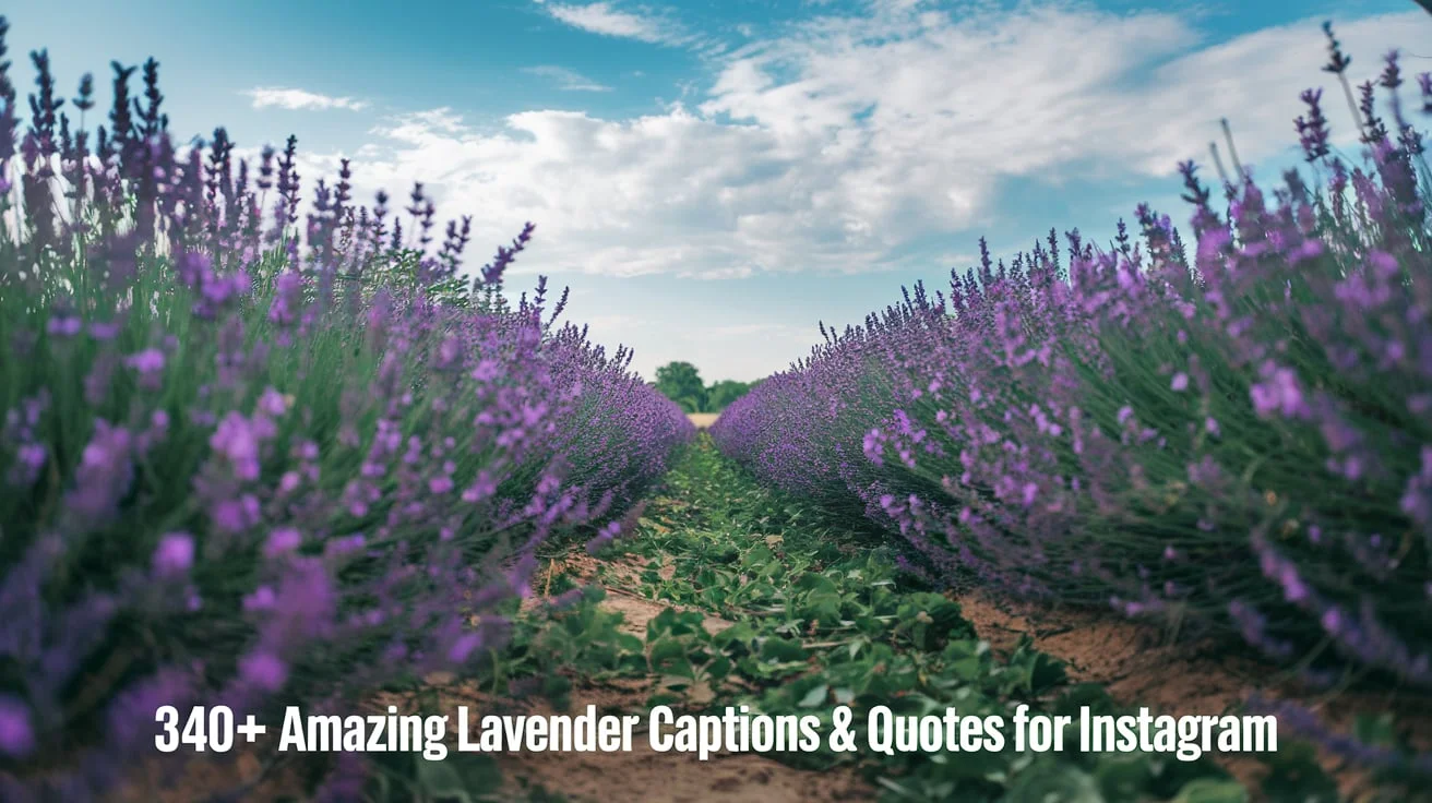 Amazing Lavender Captions & Quotes For Instagram
